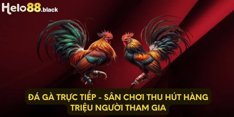 Đá Gà Trực Tiếp - Sân Chơi Thu Hút Hàng Triệu Người