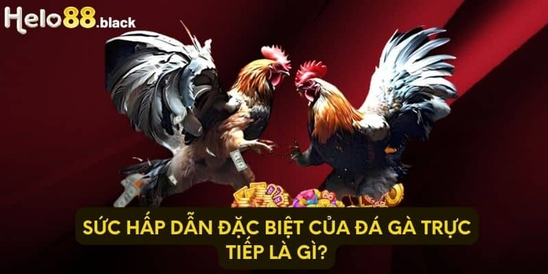 Sức hấp dẫn đặc biệt của đá gà trực tiếp là gì?